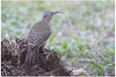Colaptes auratus chrysocaulosus