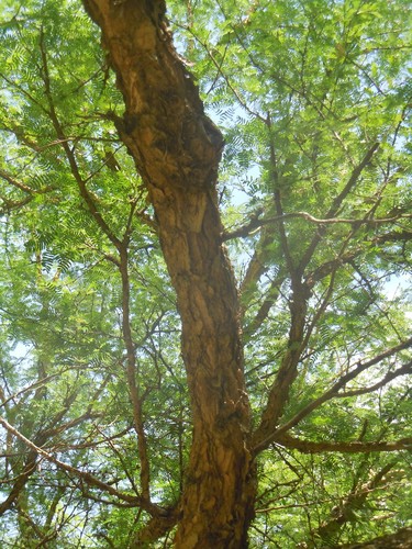 Vachellia albicorticata, photograph 4