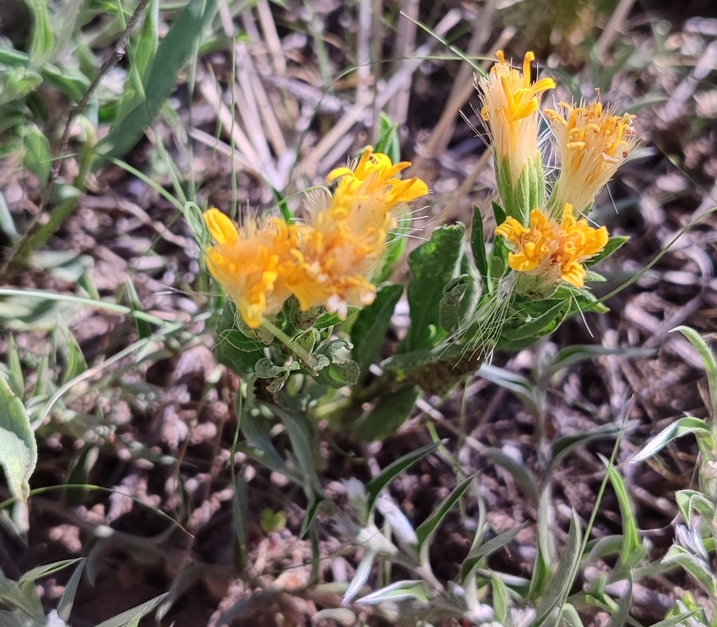 Trixis cacalioides