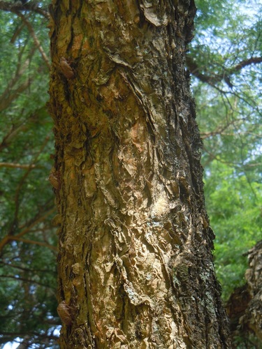 Vachellia albicorticata, photograph 5