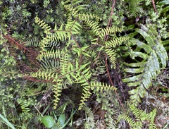 Gleichenia microphylla