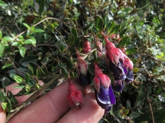 Brachyotum strigosum