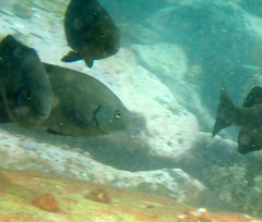 Girella elevata