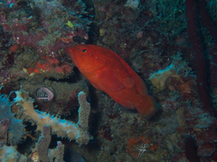 Cephalopholis spiloparaea