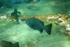 Girella elevata