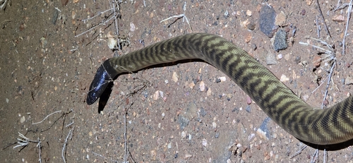 Black-headed Python sighting