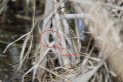 Cistothorus palustris