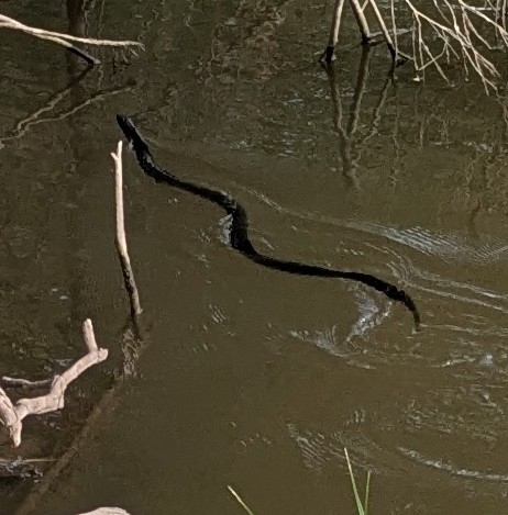 Red-bellied Black Snake sighting