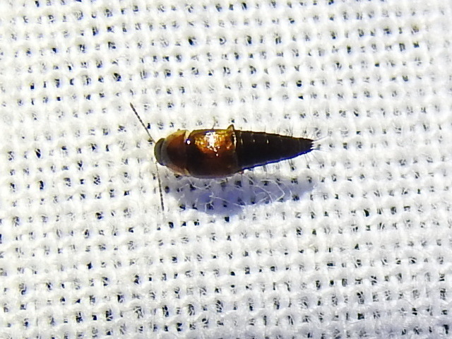 Tachyporus jocosus