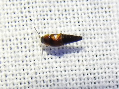 Tachyporus jocosus
