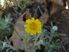 Pseudobahia heermannii