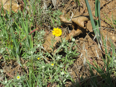 Pseudobahia heermannii