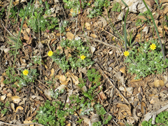 Pseudobahia heermannii