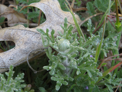 Pseudobahia heermannii