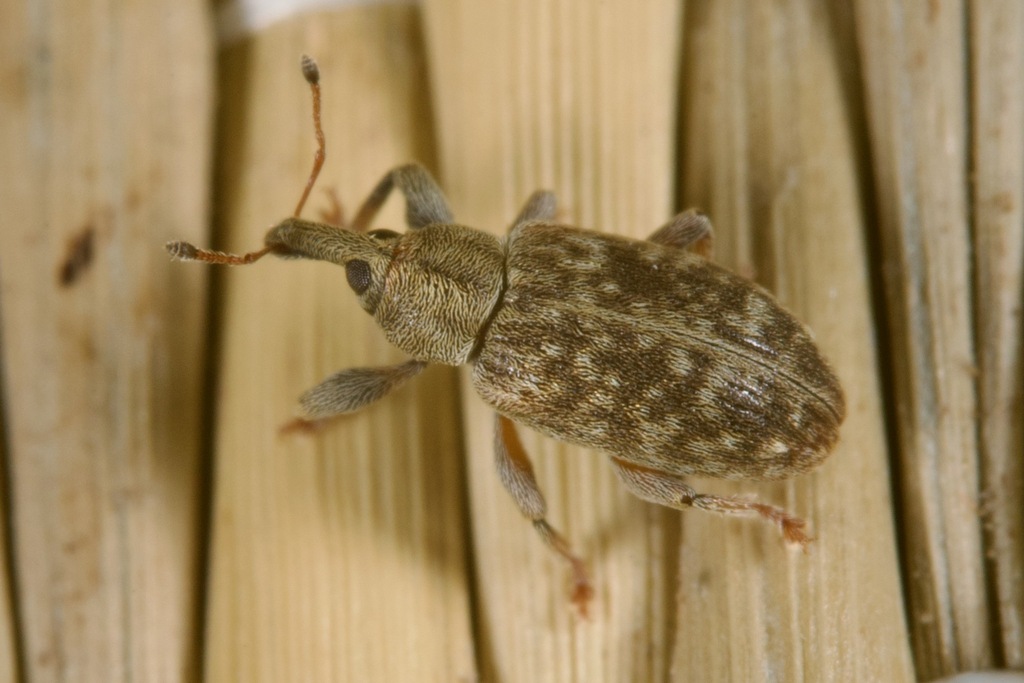 Dorytomus puberulus