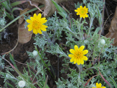 Pseudobahia heermannii