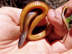 Coniophanes bipunctatus