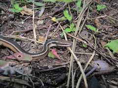 Coniophanes schmidti