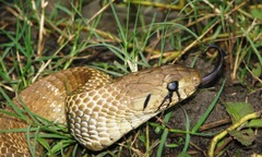 Central American Indigo Snake photo 4