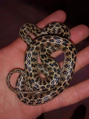 Lygophis anomalus