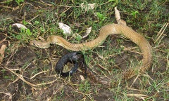 Central American Indigo Snake photo 5