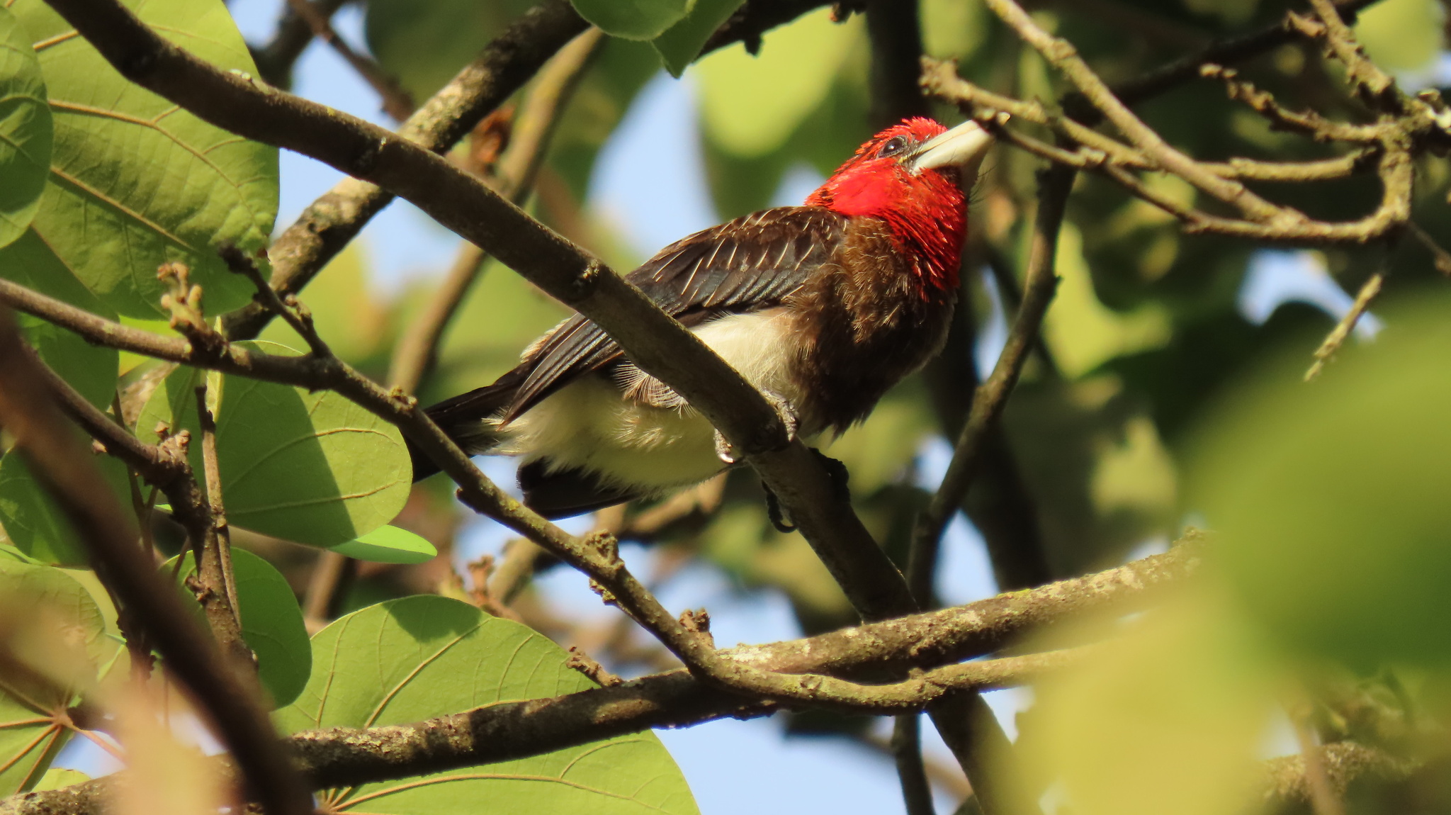 Brown-breasted Barbet illustration