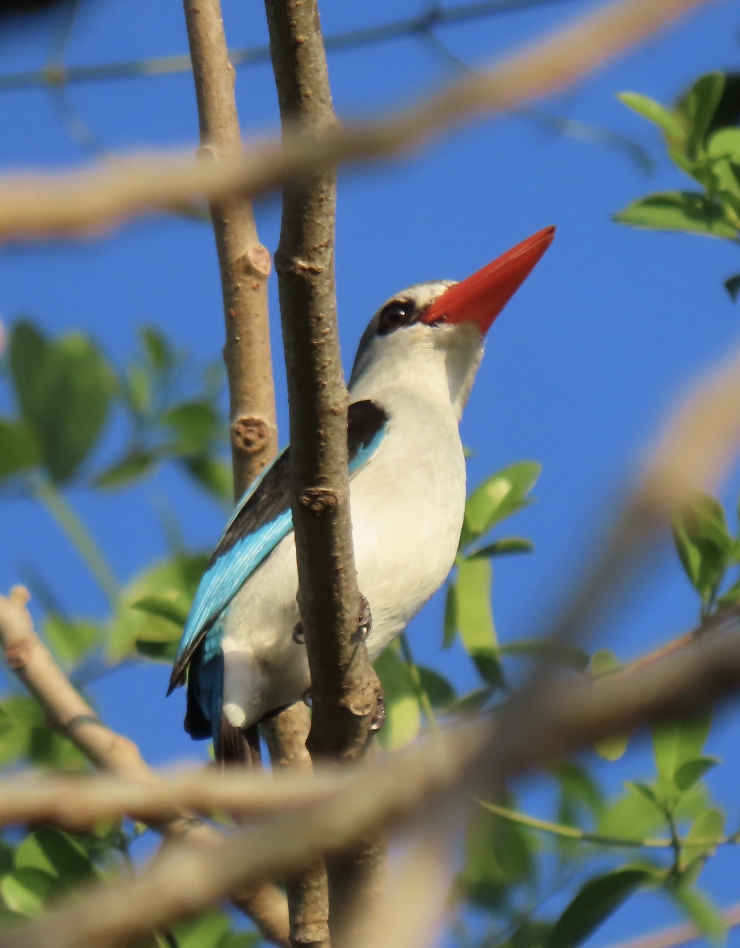 Mangrove Kingfisher (Halcyon senegaloides), photo 2