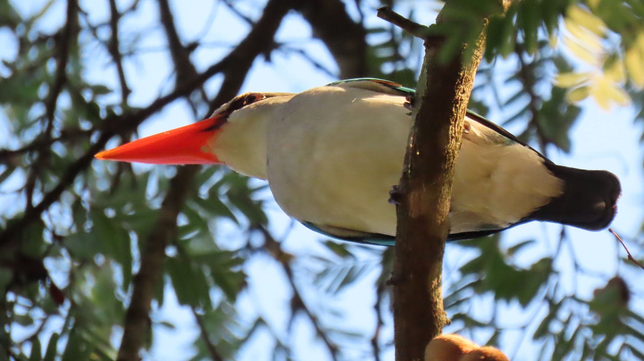 Mangrove Kingfisher (Halcyon senegaloides), photo 3