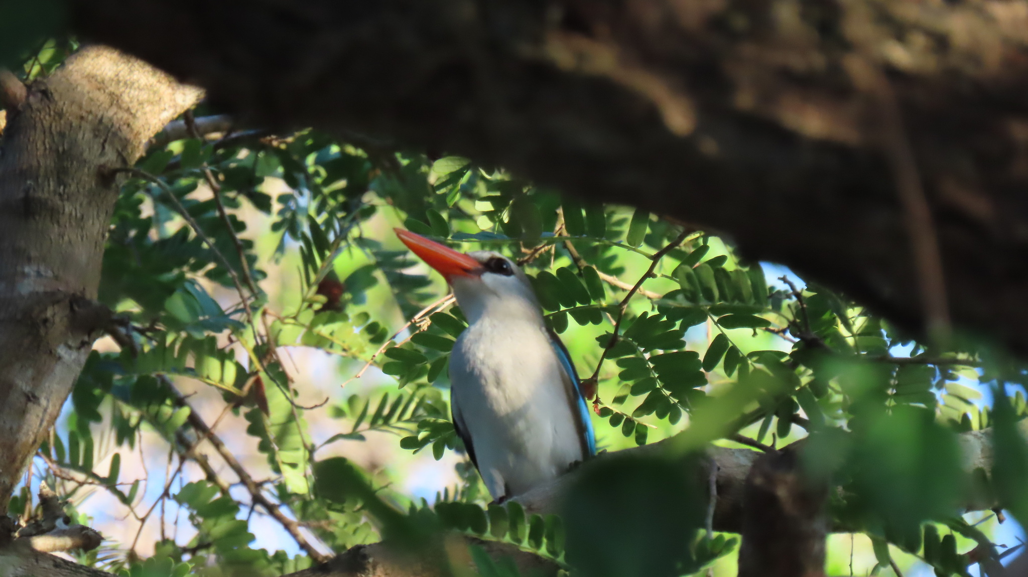 Mangrove Kingfisher (Halcyon senegaloides), photo 4