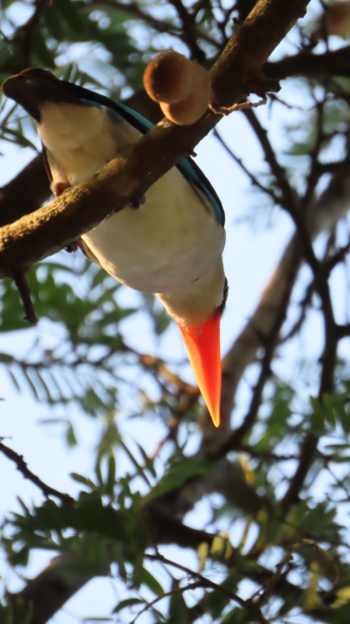 Mangrove Kingfisher (Halcyon senegaloides), photo 5