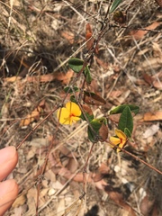 Platylobium parviflorum