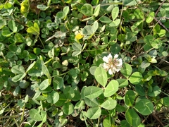 Trifolium repens