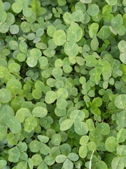 Trifolium repens