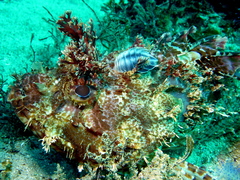 Scorpaena jacksoniensis
