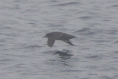 Ardenna grisea