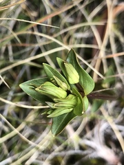 Gentianeae