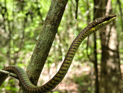 Northern Tree Snake sighting