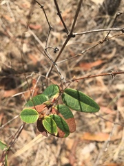 Platylobium parviflorum
