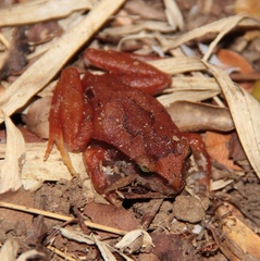Eupsophus migueli