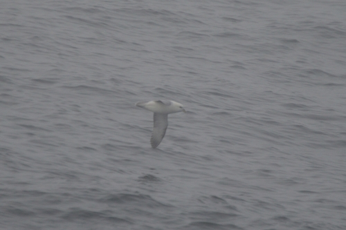 Fulmarus glacialis