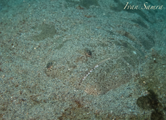 Psettodes erumei