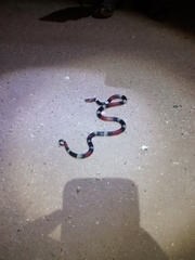 Micrurus pyrrhocryptus