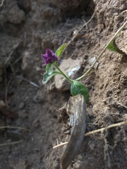 Angiospermae