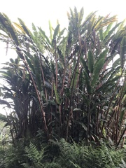 Alpinia boia