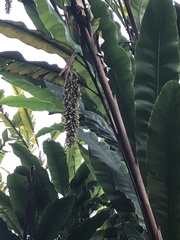 Alpinia boia