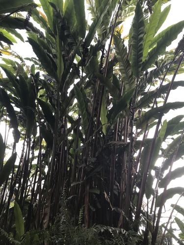 Alpinia boia