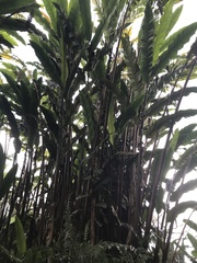 Alpinia boia