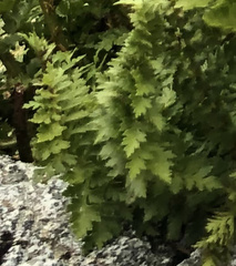 Polystichum cystostegium