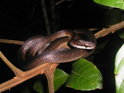 Salmon-bellied Racer