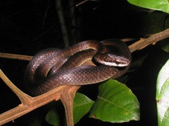 Salmon-Bellied Racer photo 4